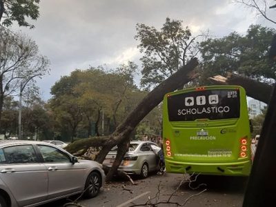 Cae árbol de 12 metros sobre vehículos en circulación en Paseo de la Reforma