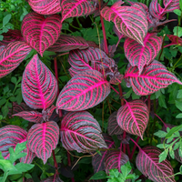 Conocé 3 plantas que no tienen flores pero llenan de color cualquier rincón