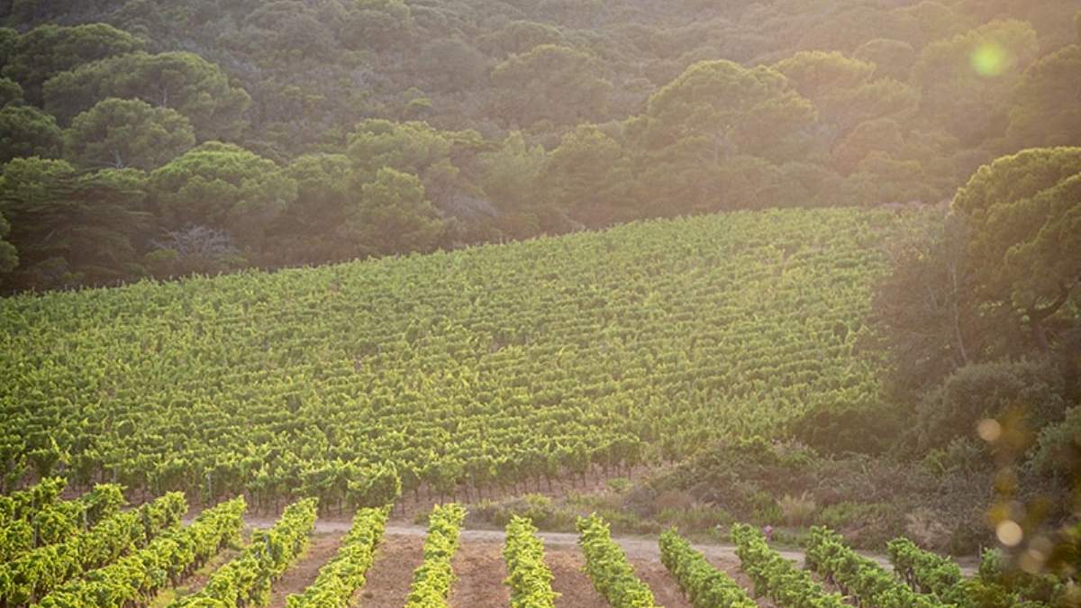 Viñedos de Chanel en isla de Francia. Fuente: (Twitter)