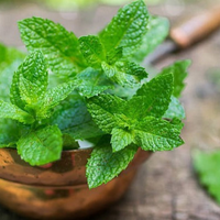 Como lo hacen en los viveros: el truco para mantener tu planta de menta siempre verde, fresca y saludable