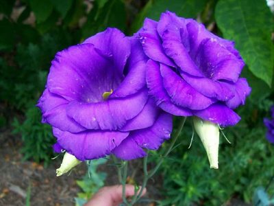 No esperes que llegue el Invierno: llená tu jardín de flores con estas plantas que resisten los fríos más difíciles
