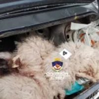 Picún Leufú: detuvieron a cuatro hombres por robar dos chivos y tenencia ilegal de arma de fuego