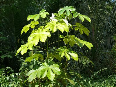 Según la Ciencia, la valiosa planta que es un tesoro en el hogar por sus diversas propiedades curativas