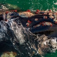 Río Negro: hallan epibiontes inéditos en una ballena franca en el Golfo San Matías