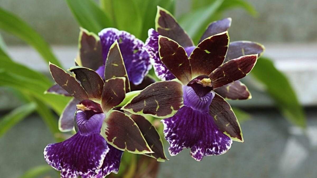 Zygopetalum. Fuente: (Instagram)
