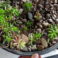 Plantas: conocé por qué es tan importante podar las raíces de tus suculentas