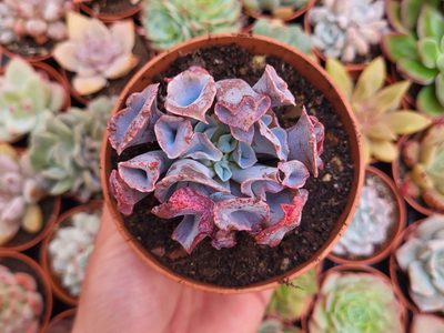 Cuáles son las mejores suculentas para decorar ambientes interiores