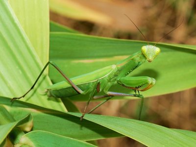 No lo mates: el insecto que tiene mala fama, pero que es muy beneficioso para tus plantas y jardín