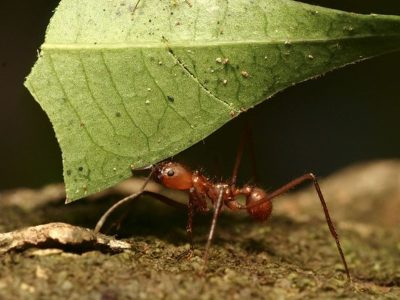 Curiosidades de las hormigas: el insecto con mala fama, pero que cumple un rol fundamental en el jardín