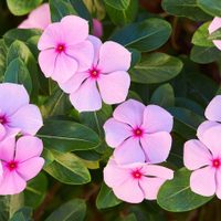 La planta colgante con hermosas flores que ama la primavera y no resiste tanta agua