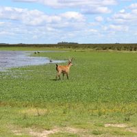 Los animales silvestres pasean por las ciudades