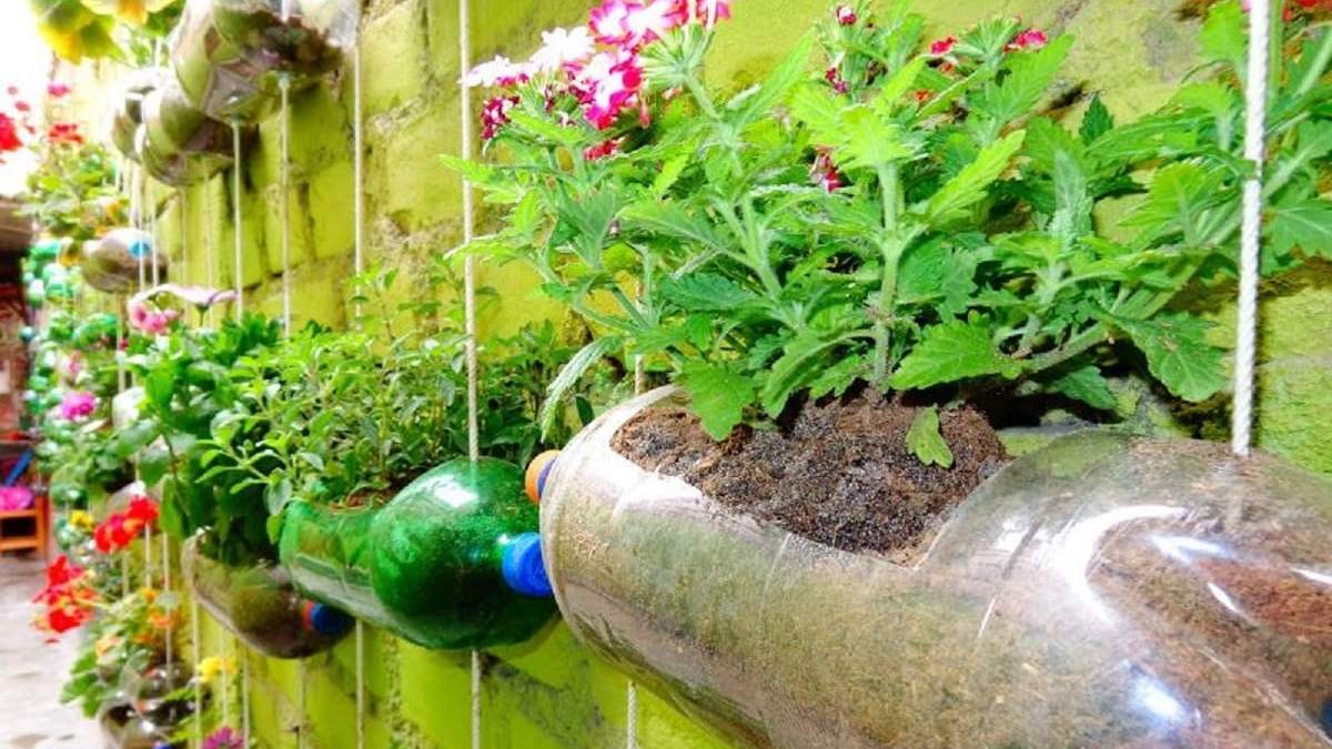 Botellas de plástico y plantas. Fuente: (X)
