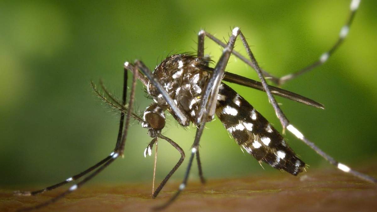 El dengue se transmite por la picadura del mosquito Aedes aegypti. Fuente: (Twitter)