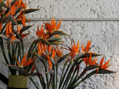 El truco de los expertos para que la strelitzia explote de flores