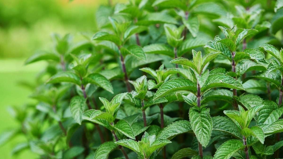Planta de Menta. Fuente: (X)