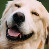 Se buscan perros que puedan entender 20 objetos por su nombre