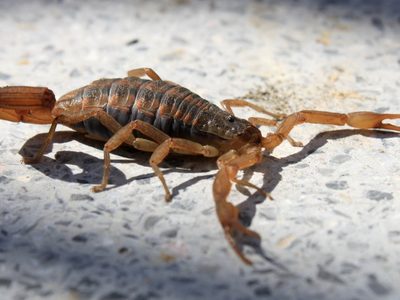 Olvidate de los alacranes en casa con esta planta fácil de cuidar y que los espanta en un instante