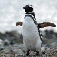 Temporada de pingüinos: una organización eliminó 1500 kilos de residuos de las playas de Chubut