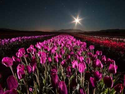 Luna azul y tulipanes: un espectáculo único para disfrutar el próximo sábado