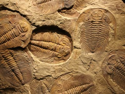 Trilobites del Cámbrico se apareaban como el cangrejo de herradura