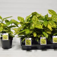 La planta sumamente resistente y de estilo tropical que es perfecta para jardines o terrazas con sombra