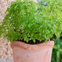 5 plantas medicinales que son muy fáciles de cuidar y tienen muchos beneficios