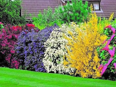 4 plantas hermosas que van a alejar a los vecinos chismosos de tu casa y una de ellas atrae de mariposas