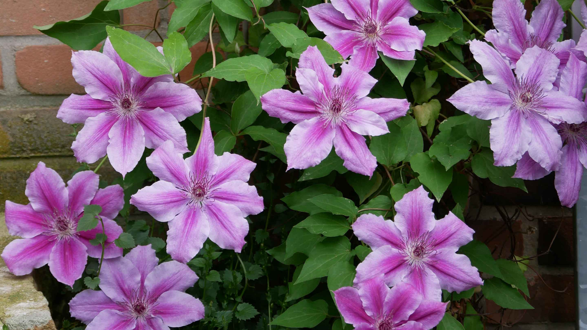 Clematis. Fuente: (Instagram)