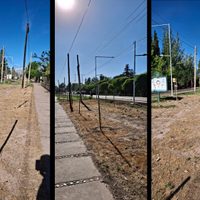 La paradoja de los árboles secos frente a la Facultad de Ciencias Agrarias