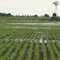 Los productores de Santa Fe perdieron hasta 40 % de sus cosechas por las inclemencias climáticas
