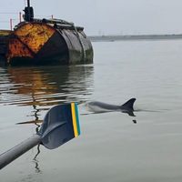 Preocupa a expertos avistamiento de delfín en el Río Támesis