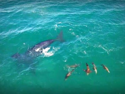 Llegaron ballenas Jorobadas y Franca Austral a Las Grutas