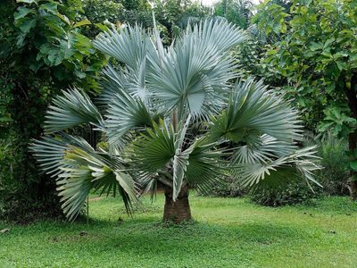 La exótica palmera que tiene hojas azules y que le da elegancia a cualquier espacio