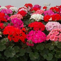 El truco de la abuela para reproducir de forma rápida y fácil tus malvones y que den las más lindas flores