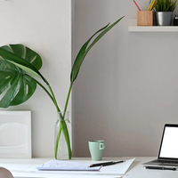 Cuáles son las mejores plantas de escritoro: modernas, súper decorativas y muy fáciles de cuidar