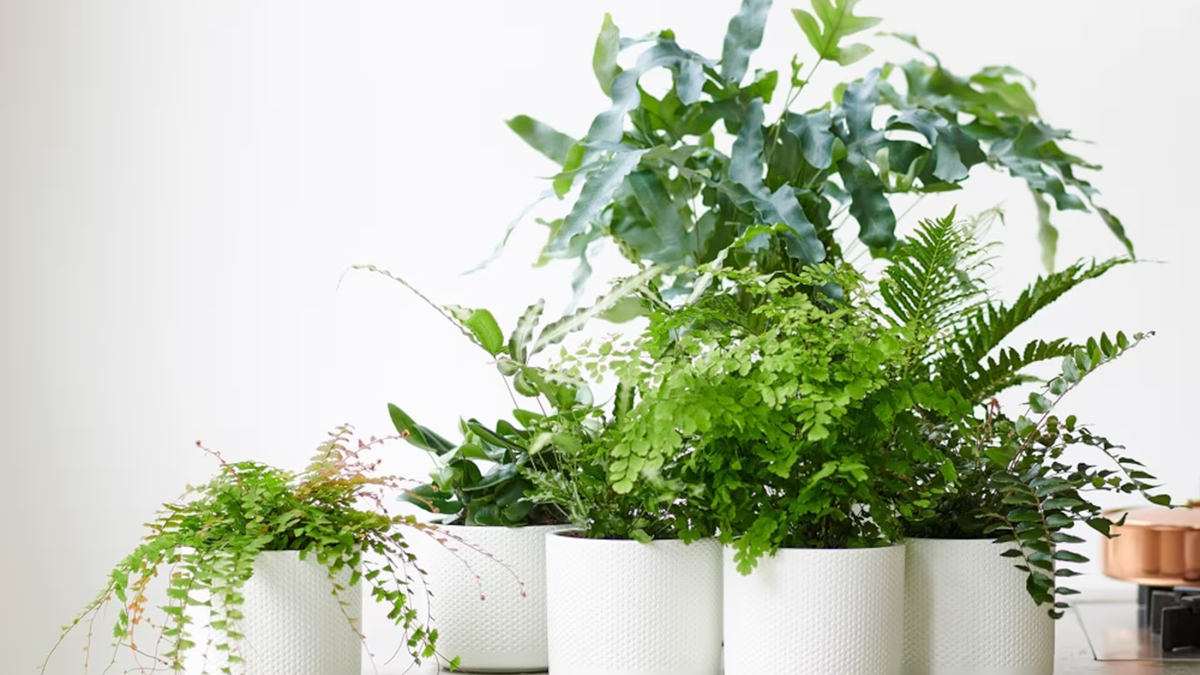 Planta. Fuente: (Instagram)