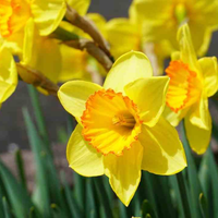 5 plantas que, cuando florecen, te dejan sin aliento