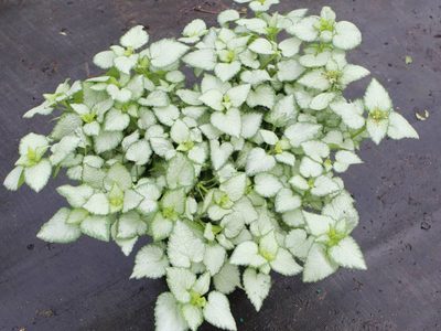 Oro puro para tu jardín: la planta pequeña y perfecta para decorar que podés cultivar muy fácil en suelo o maceta