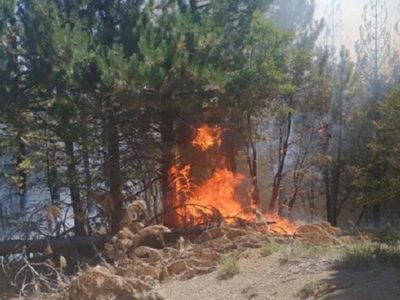 Un incendio forestal afectó la zona de Pehuenia-Moquehue