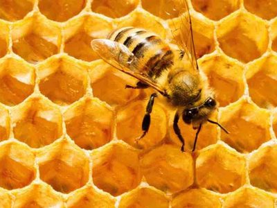 Cursos virtuales sobre la miel y la tarea sustentable de las abejas