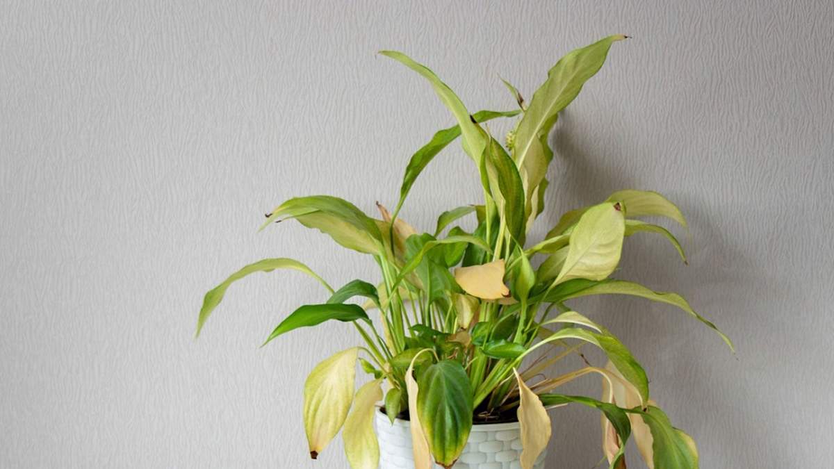 La salud de las plantas. Fuente: (Instagram)