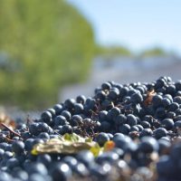 Implementan un plan de pronóstico de cosecha de la uva
