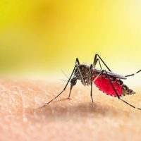 Argentina suma más de 420 mil contagios de dengue y 301 muertes