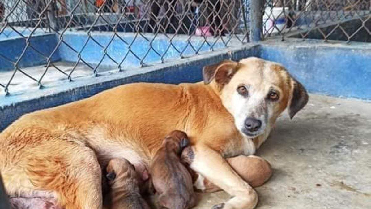 Animales en el Cemca de Mérida