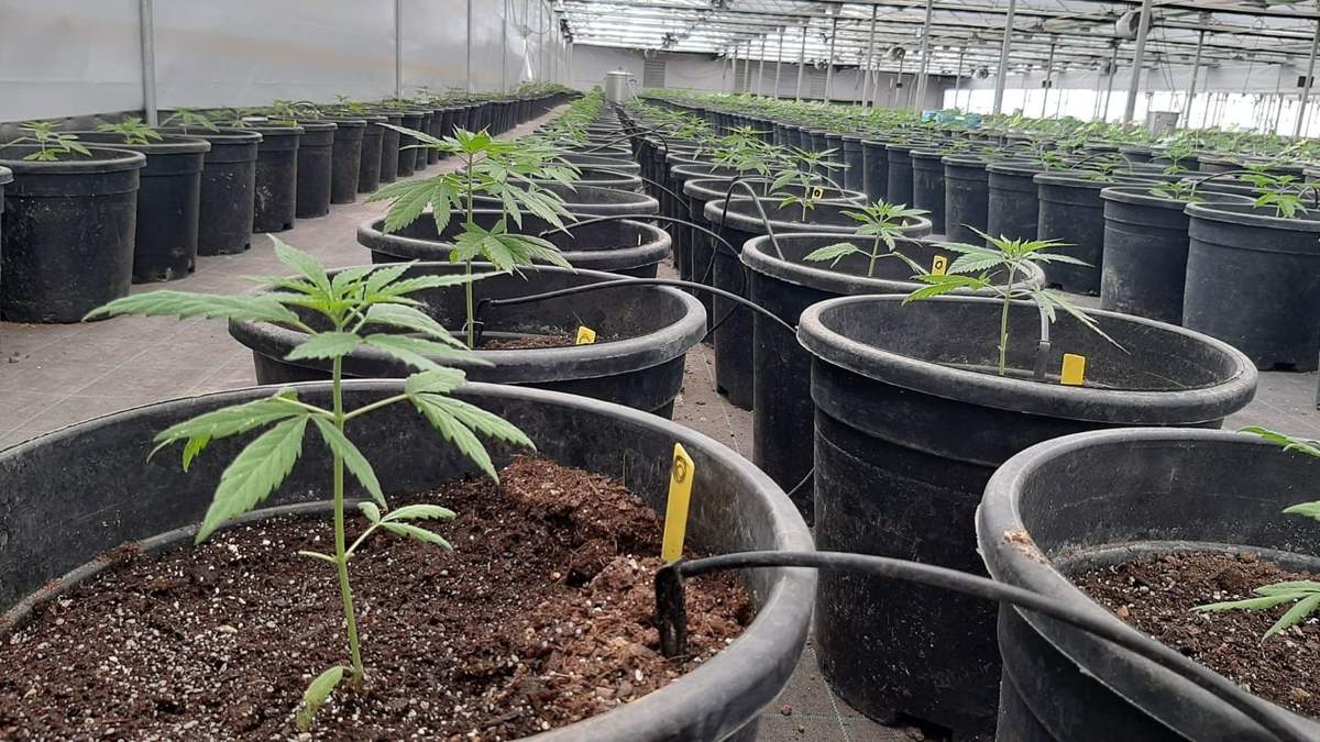 El cultivo de cannabis en Río Negro. Fuente: (INTA)