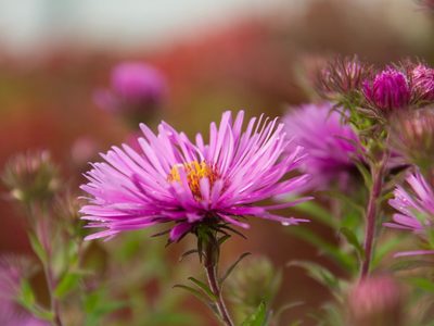 Es pequeña y de bajo mantenimiento: la planta con las flores más bonitas que resiste las bajas temperaturas en invierno
