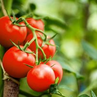 El secreto de los jardineros para cultivar tu propia planta de tomates en casa de forma muy fácil y en tiempo récord