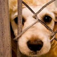Bienestar Animal rescató dos perros en malas condiciones