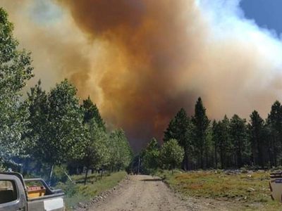 La reforestación del Lote 39 tras los incendios en Aluminé tardará "cuatro o cinco veranos"