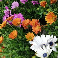 El secreto de los viveristas para tener tu planta Dimorfoteca hermosa y llena de flores